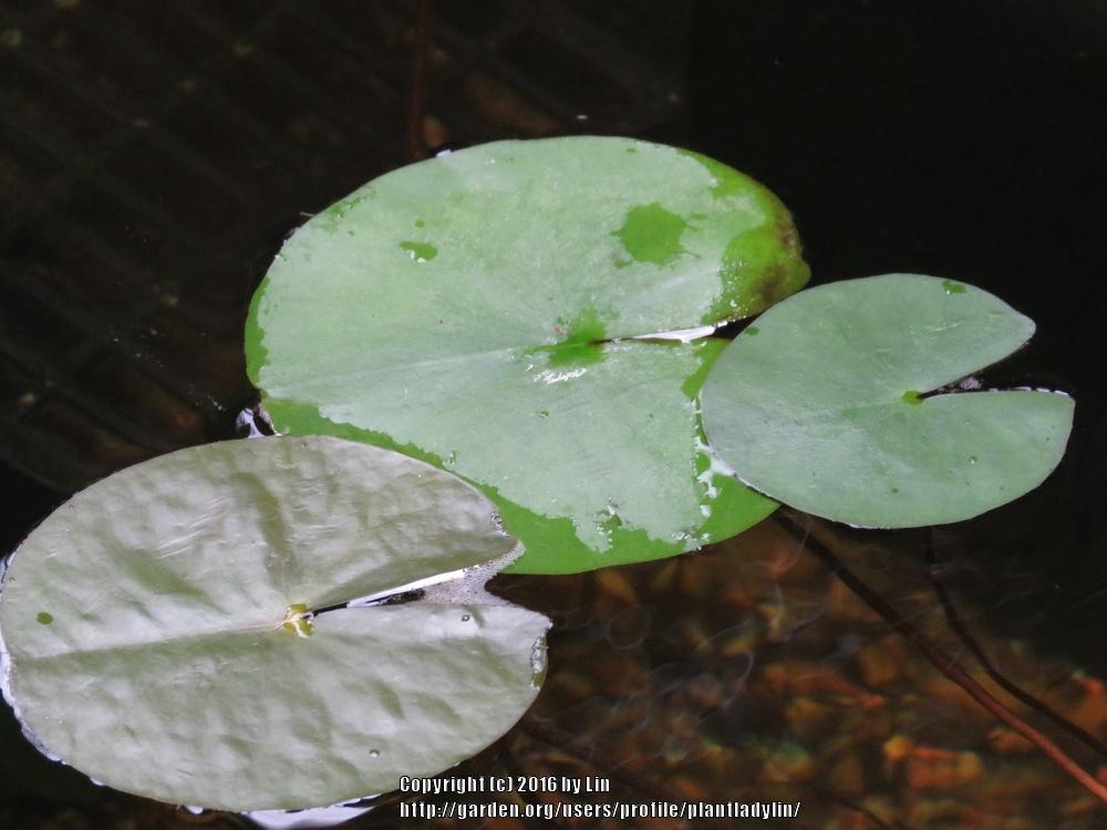 Photo of Hardy Water Lily (Nymphaea 'Attraction') uploaded by plantladylin