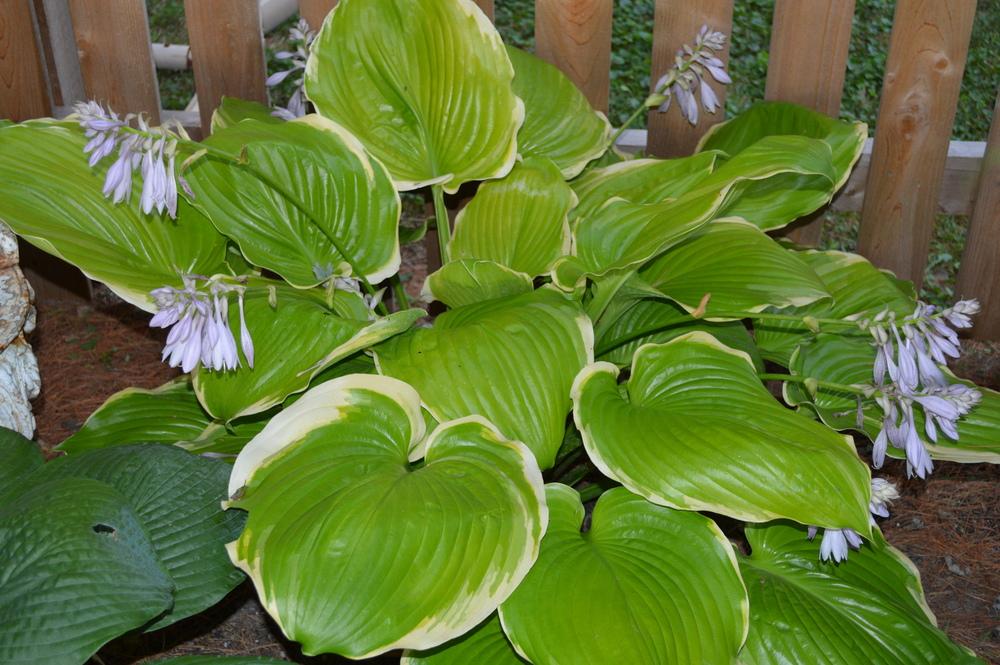 Photo of Hosta 'Winter Snow' uploaded by polly028