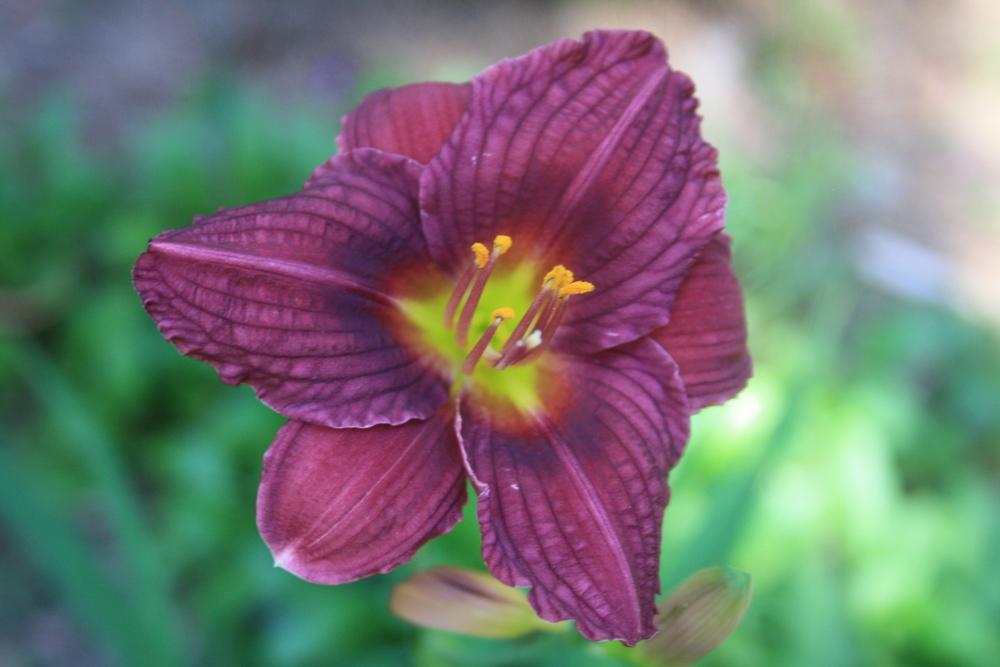 Photo of Daylily (Hemerocallis 'Pompeian Purple') uploaded by touchofsky