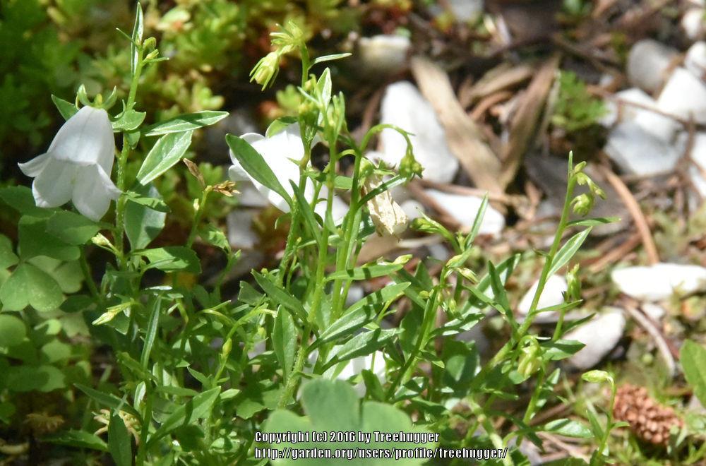 Photo of Earleaf Bellflower (Campanula cochleariifolia 'Bavarian White') uploaded by treehugger