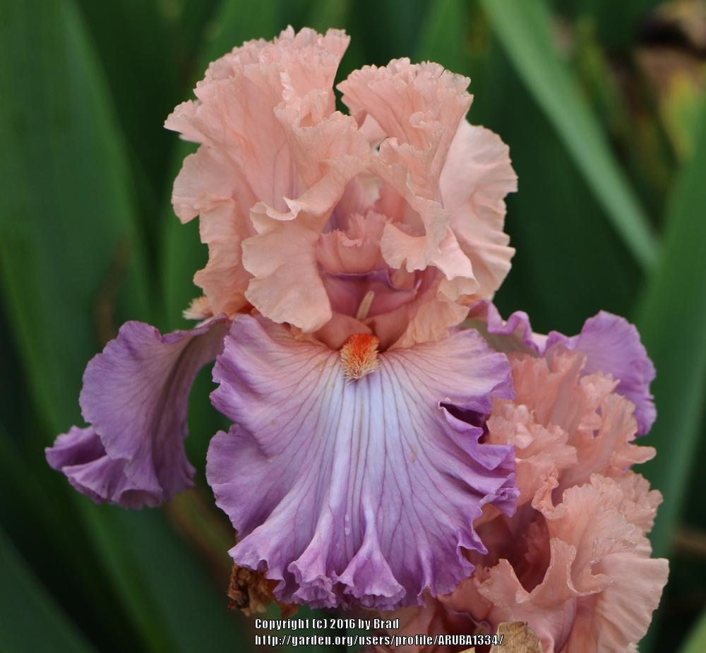 Photo of Tall Bearded Iris (Iris 'Marrying Kind') uploaded by ARUBA1334