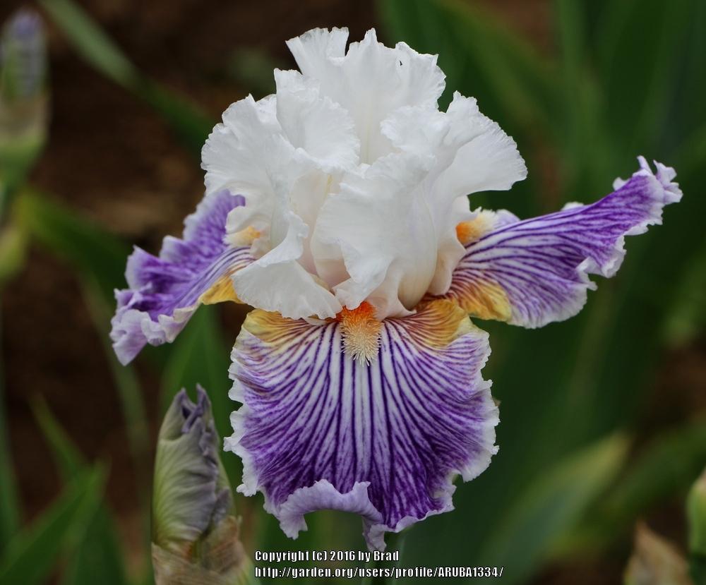 Photo of Tall Bearded Iris (Iris 'Pick-Up Line') uploaded by ARUBA1334