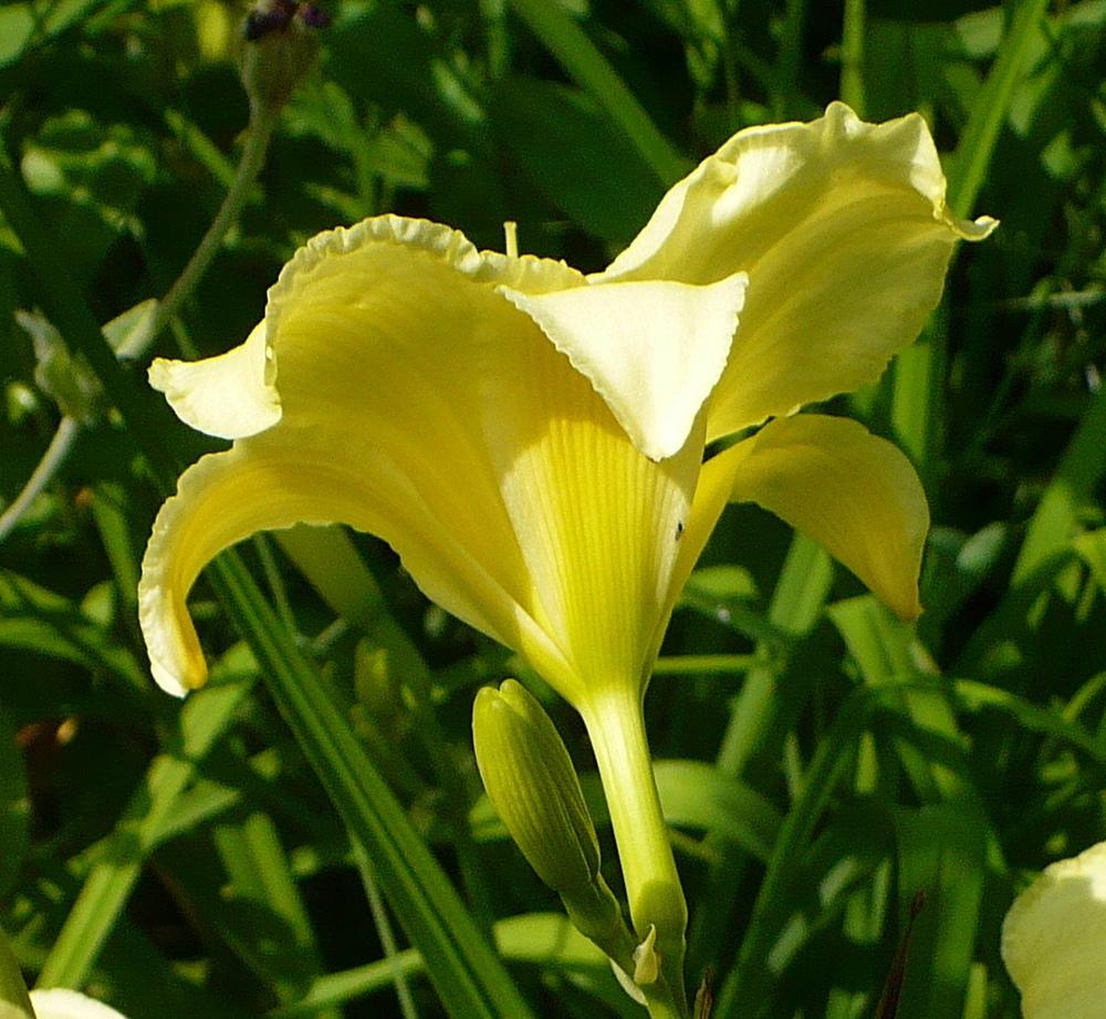 Photo of Daylily (Hemerocallis 'May May') uploaded by HemNorth