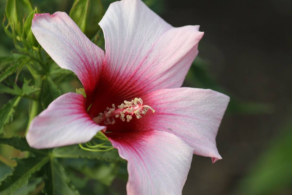 Photo of Hybrid Hardy Hibiscus (Hibiscus 'Lady Baltimore') uploaded by Ina