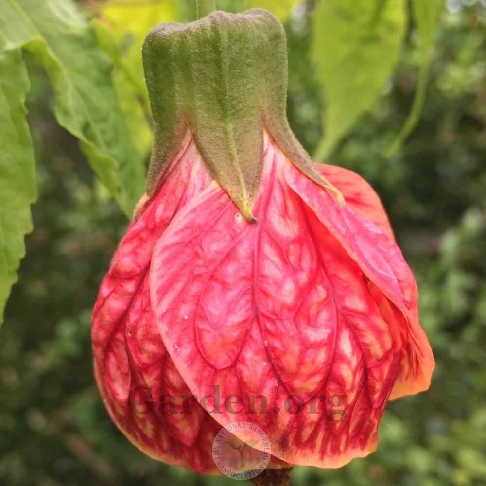 Photo of Flowering Maple (Abutilon 'Tiger Eye') uploaded by Patty