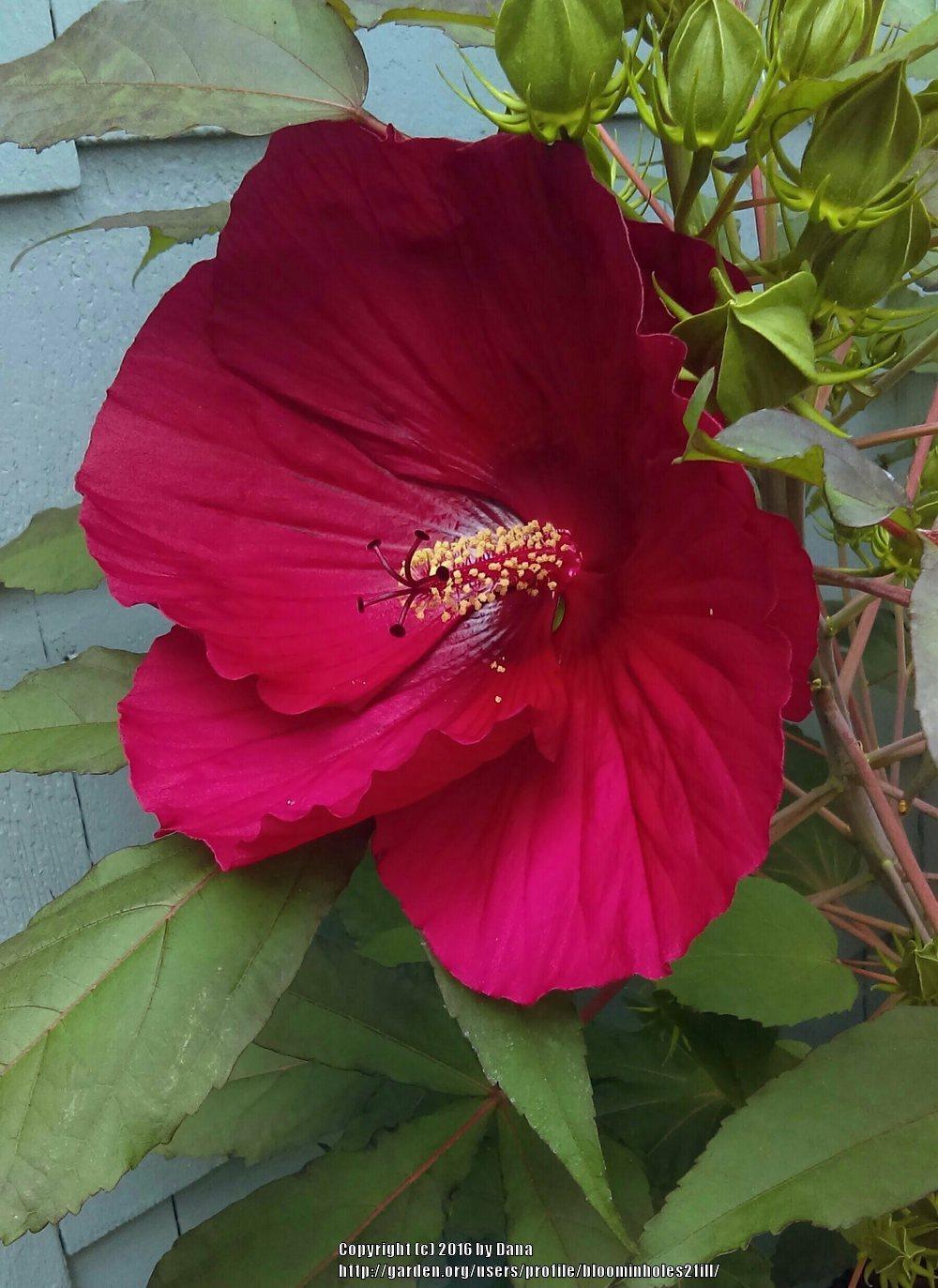 Photo of Hybrid Hardy Hibiscus (Hibiscus 'Midnight Marvel') uploaded by bloominholes2fill