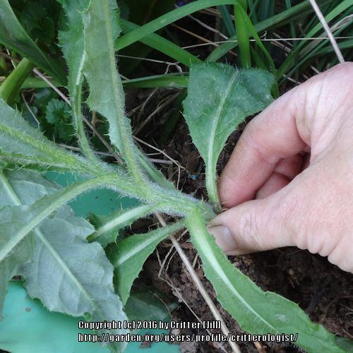 The Low-Down on Pulling Thistles - Garden.org