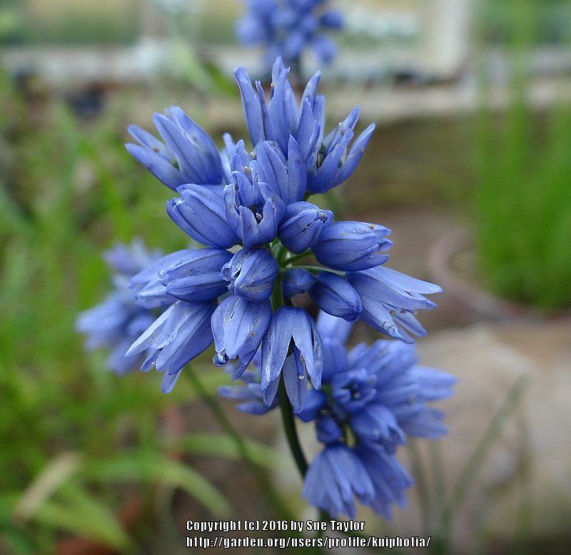 Photo of Blue Flowered Allium (Allium sikkimense) uploaded by kniphofia