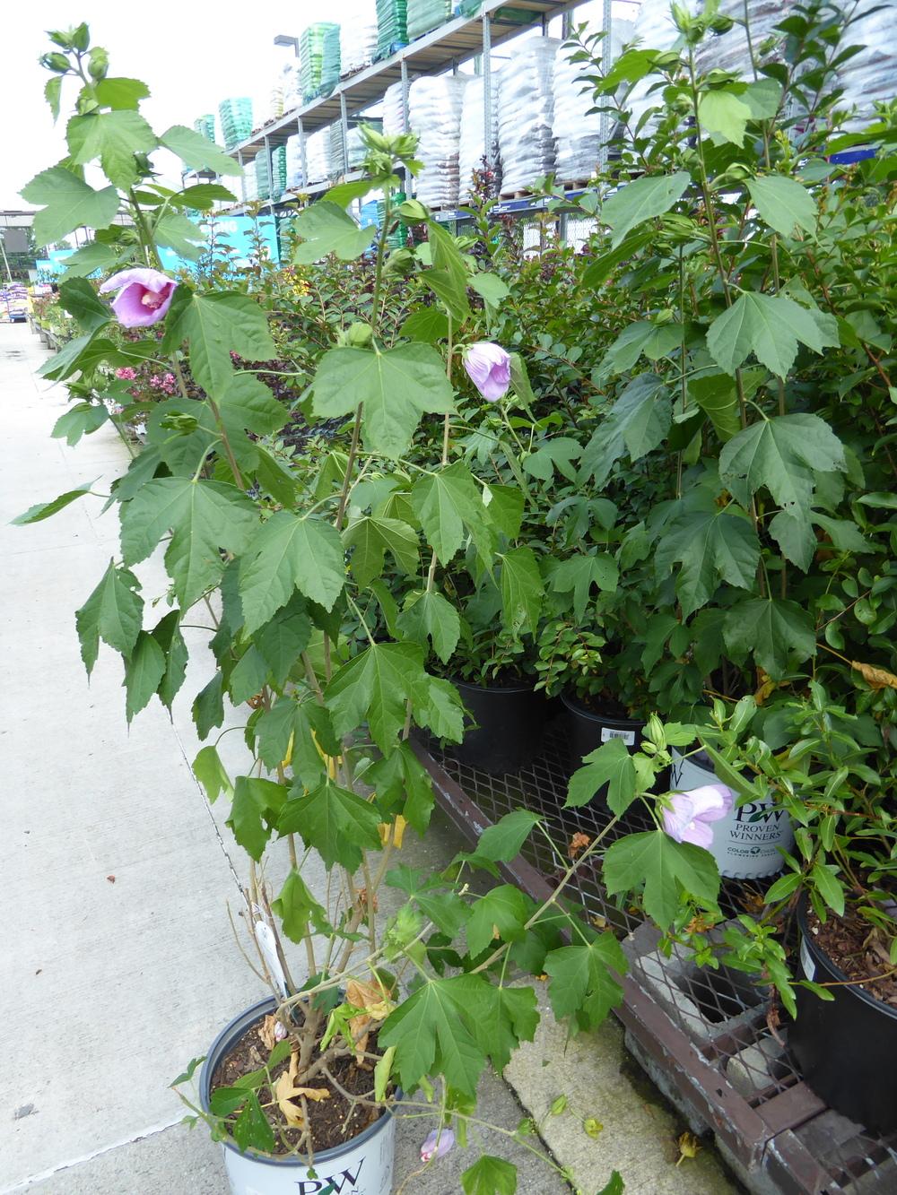 Photo of Rose of Sharon (Hibiscus syriacus Rose Satin®) uploaded by mellielong