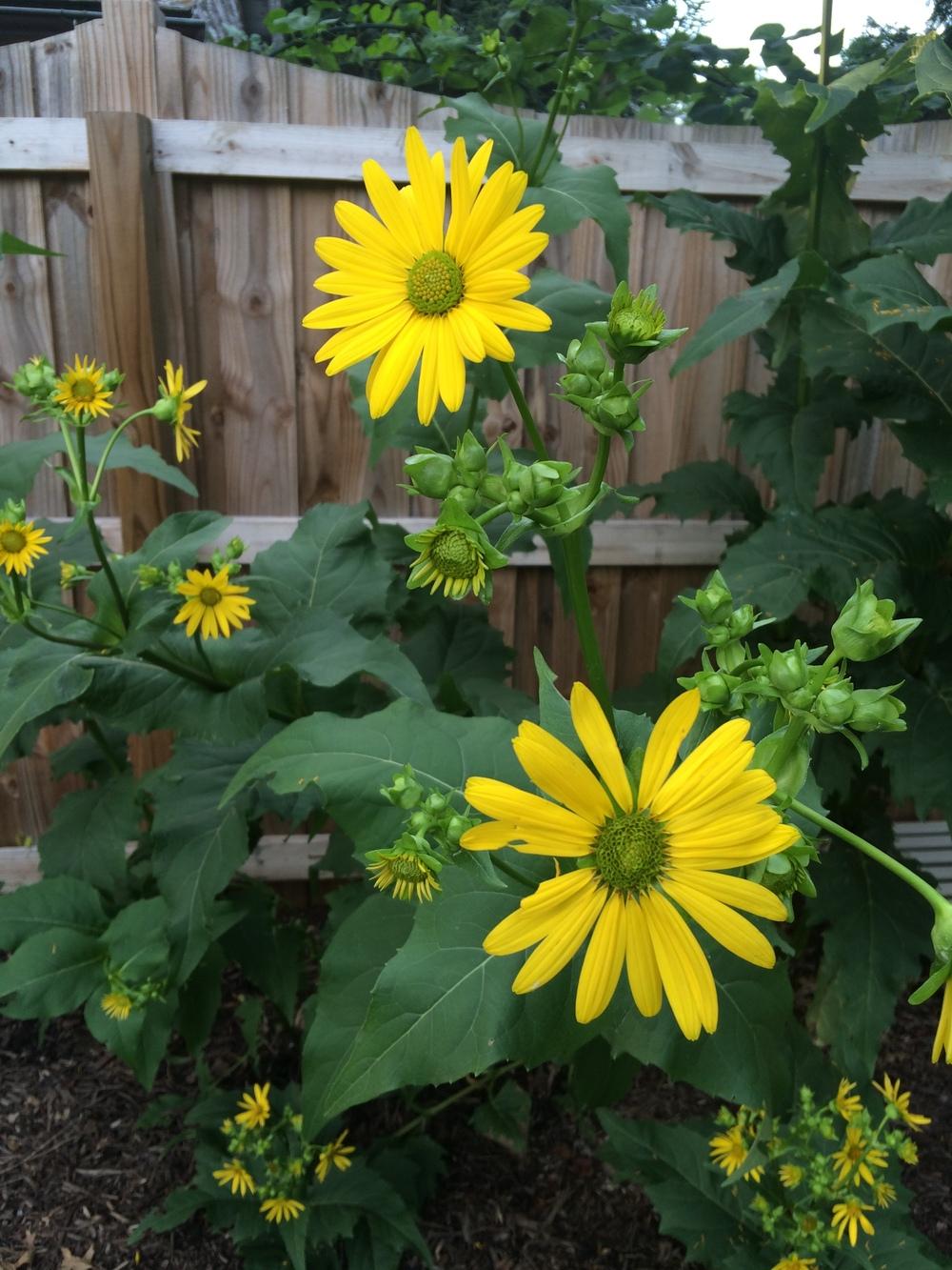 Photo of Cup Plant (Silphium perfoliatum) uploaded by nativeplantlover