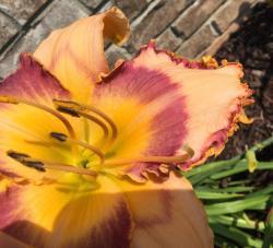 Thumb of 2016-08-01/scflowers/c9afbb