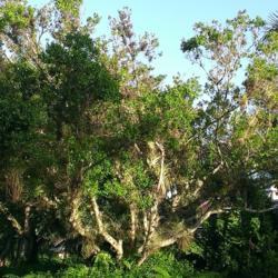 Location: Southwest Florida
Date: August 2016
Large tree covered in various Tillandsias
