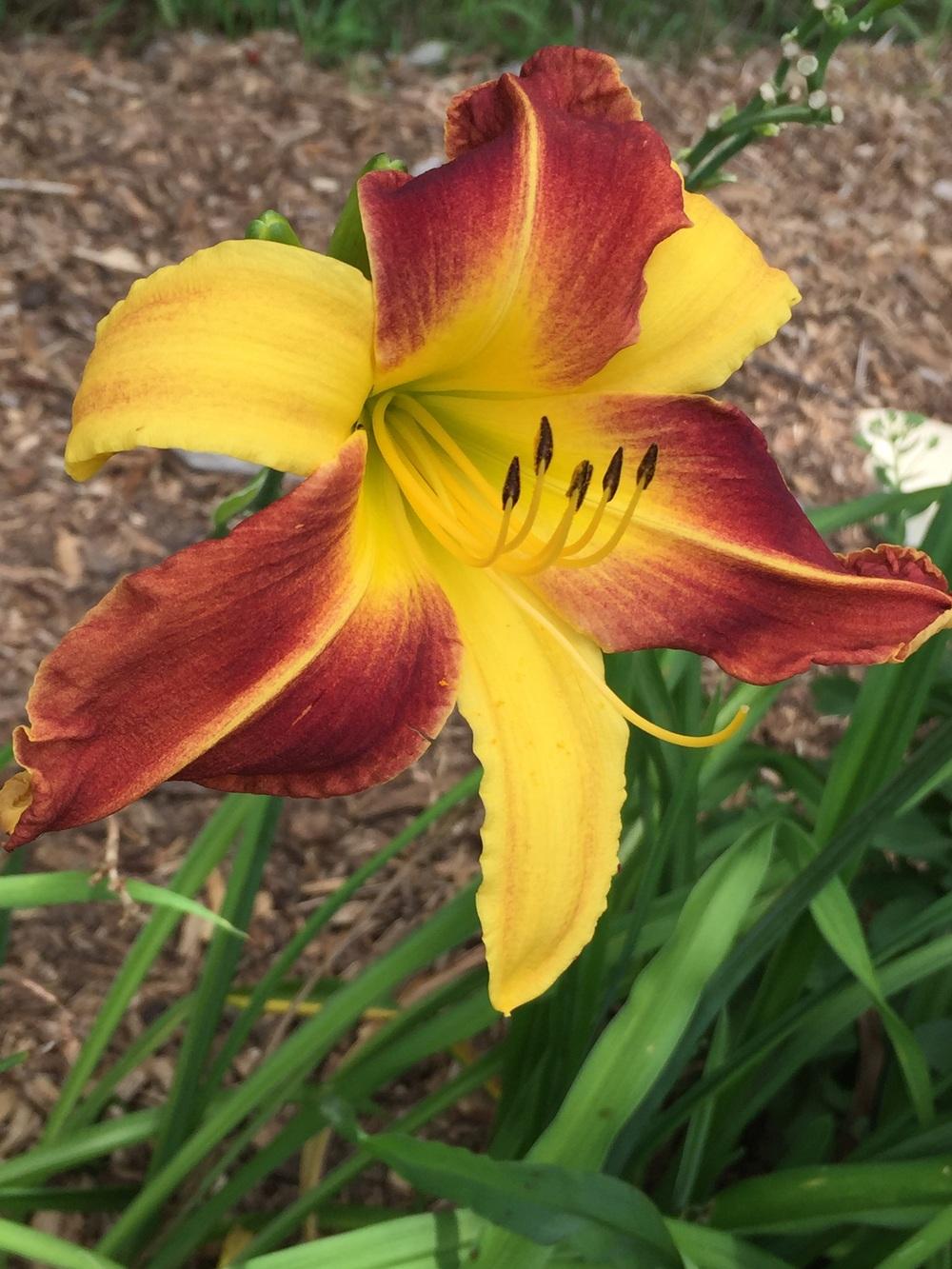 Photo of Daylily (Hemerocallis 'Frans Hals') uploaded by Legalily