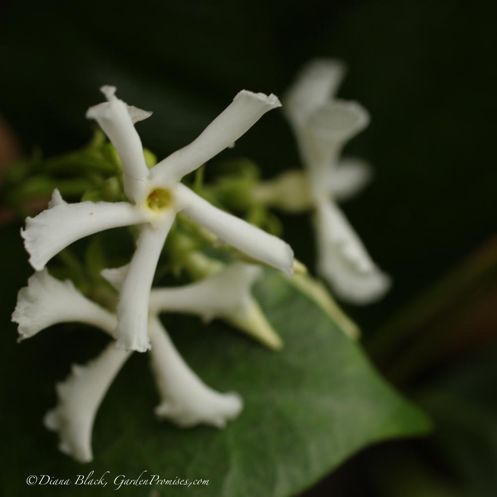 Photo of Asiatic Jasmine (Trachelospermum asiaticum) uploaded by Rocks2Blooms
