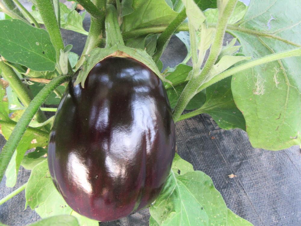 Photo of Eggplant (Solanum melongena 'Black Beauty') uploaded by tveguy3