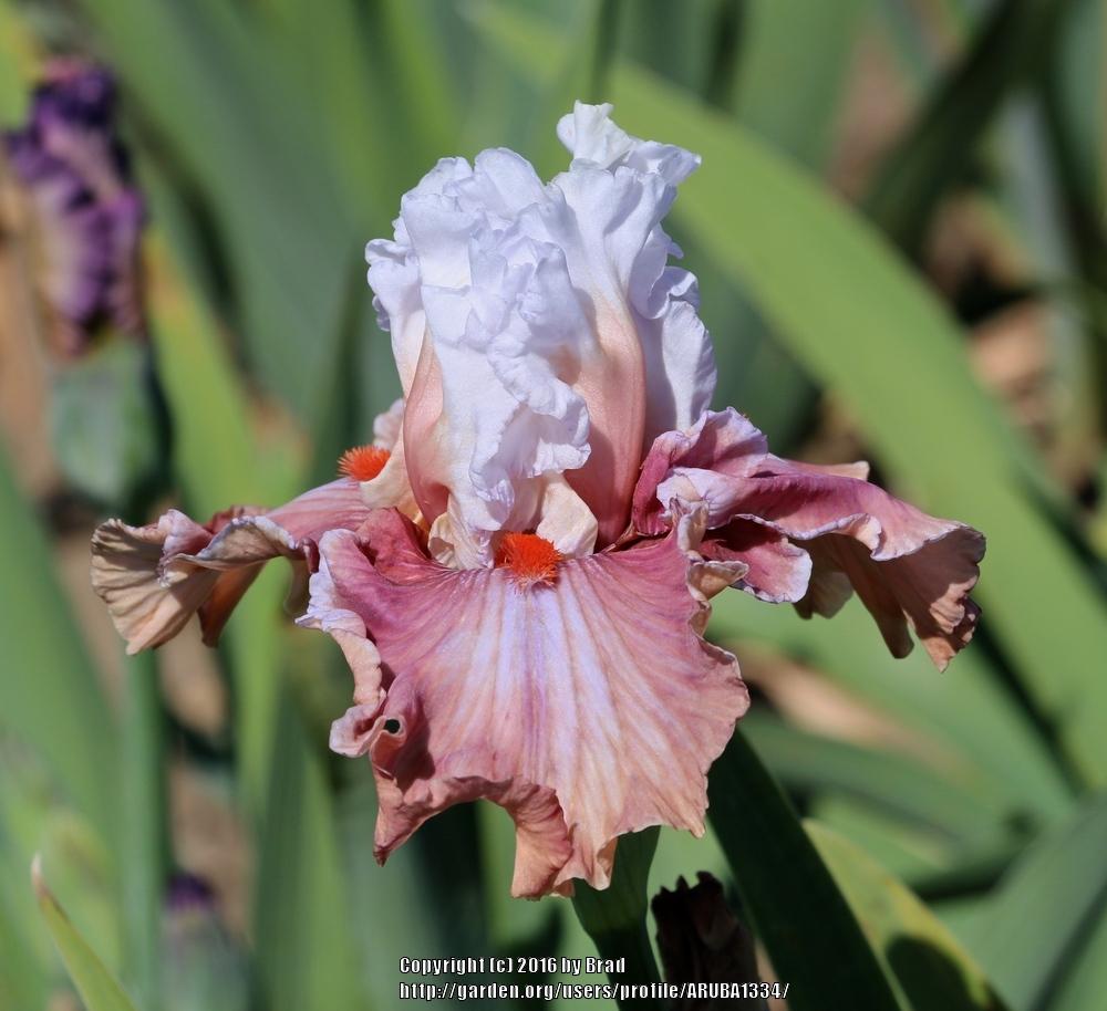 Photo of Tall Bearded Iris (Iris 'Magic Mirror') uploaded by ARUBA1334