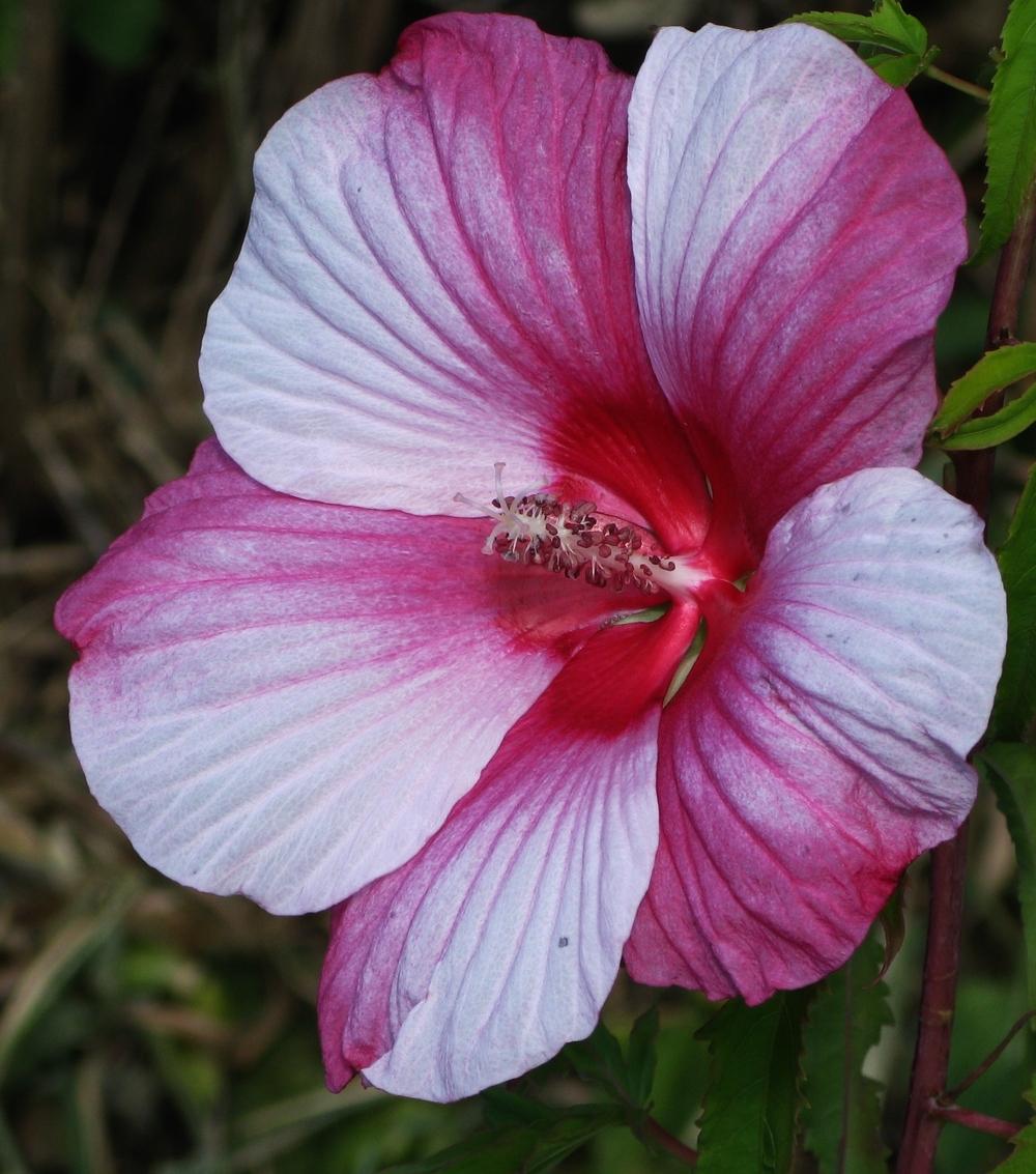 Photo of Hybrid Hardy Hibiscus (Hibiscus 'Turn of the Century') uploaded by Ina