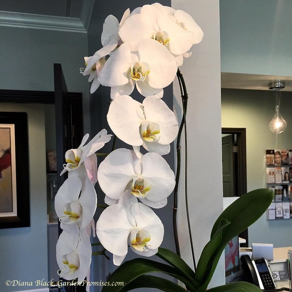 Photo of White Moth Orchid (Phalaenopsis amabilis) uploaded by Rocks2Blooms
