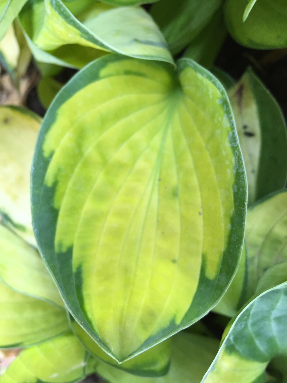 Photo of Hosta 'Stained Glass' uploaded by SpringGreenThumb