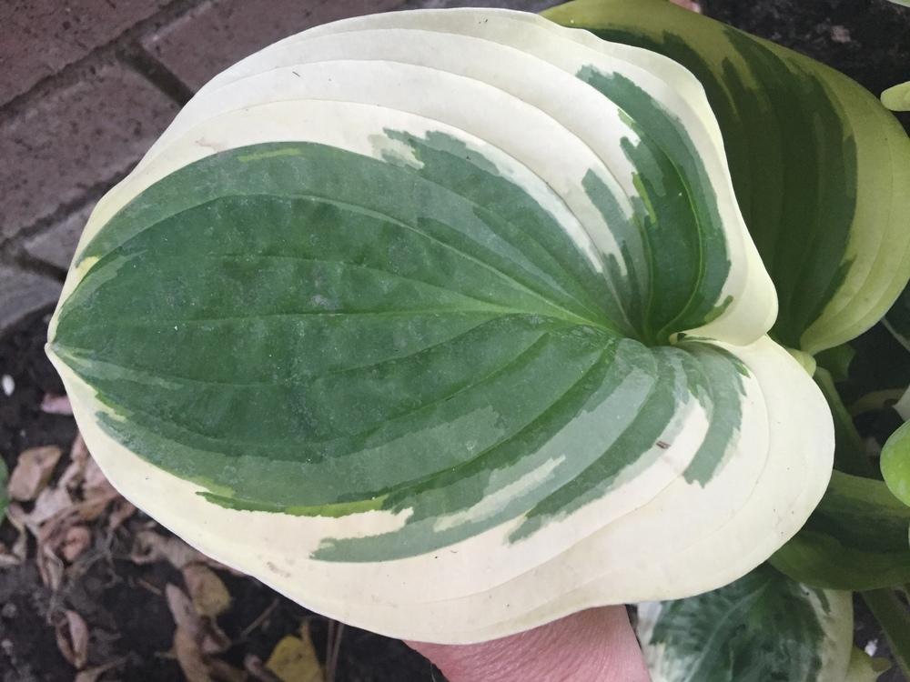 Photo of Hosta 'Diana Remembered' uploaded by SpringGreenThumb