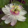 Passiflora foetida var. gossypiifolia