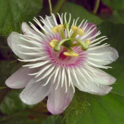 Location: Summeville, SC
Passiflora foetida var. gossypiifolia