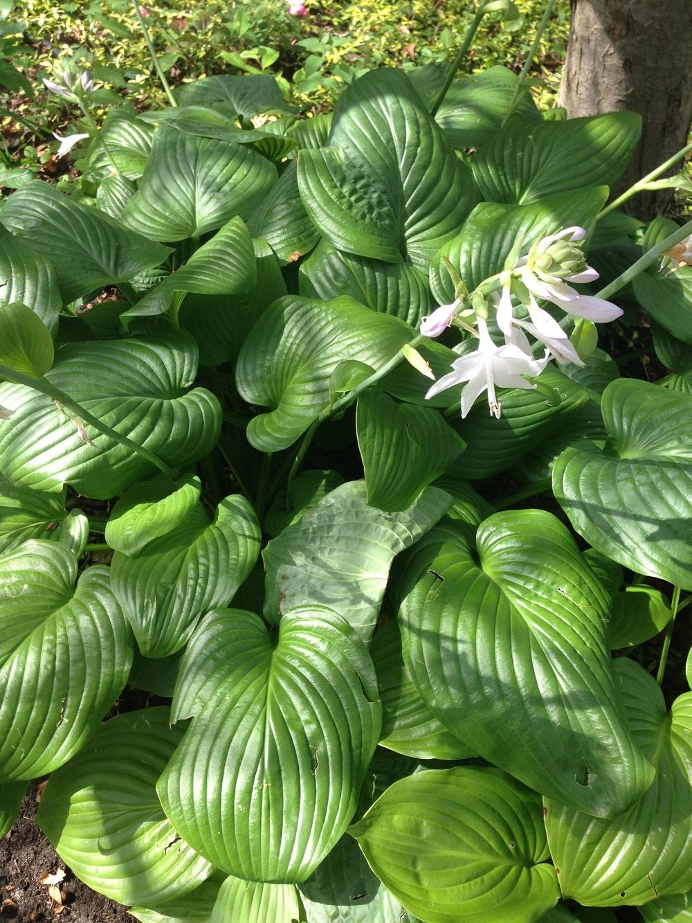 Photo of Hosta 'Fried Green Tomatoes' uploaded by crawgarden