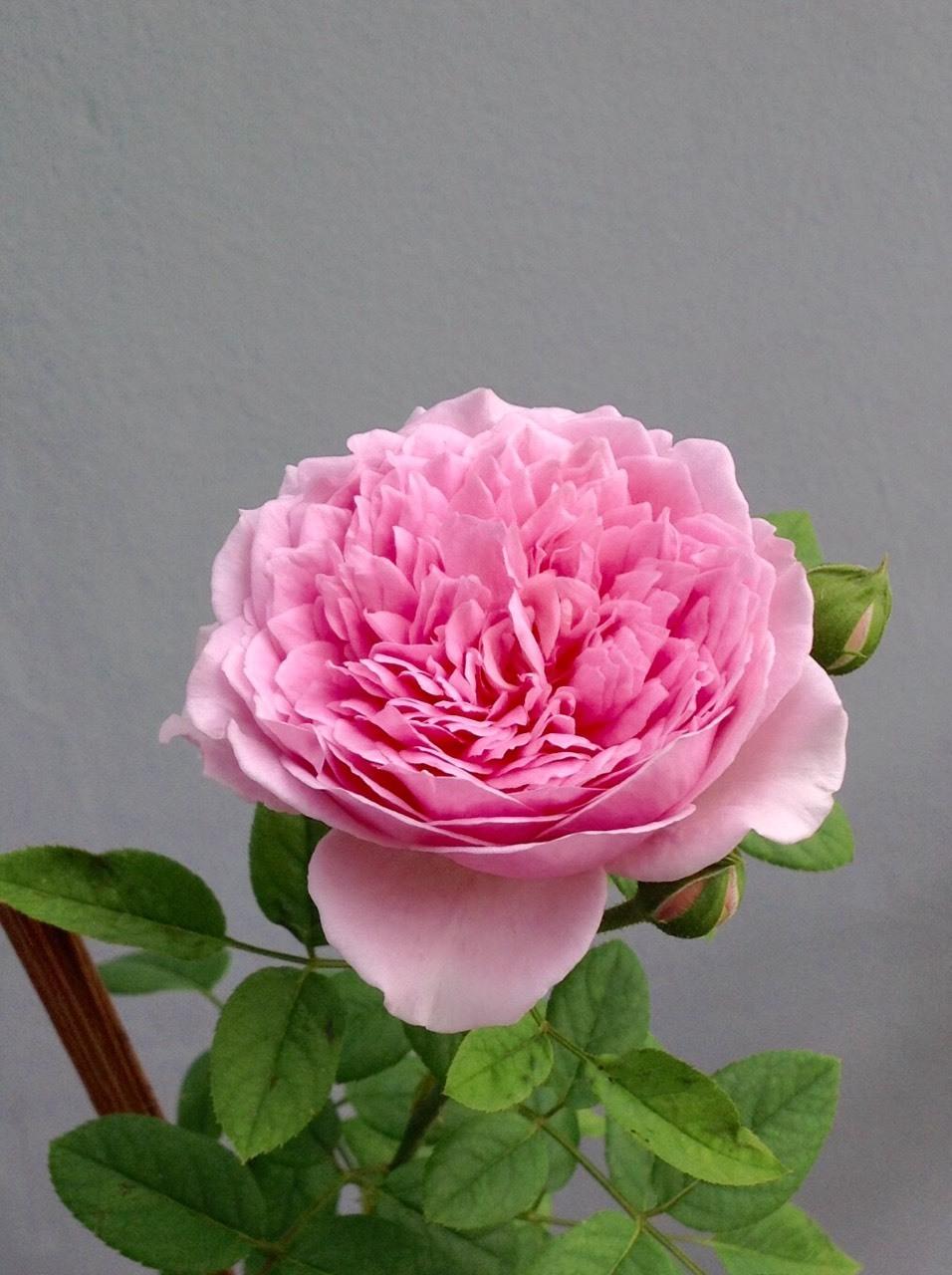 Photo of Rose (Rosa 'Spirit of Freedom') uploaded by talaezai