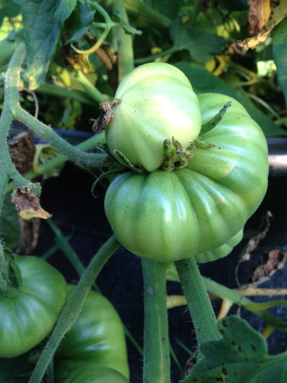 Photo of Tomato (Solanum lycopersicum 'Big Zac') uploaded by Anderwood