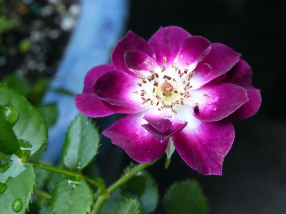 Photo of Rose (Rosa 'Diamond Eyes') uploaded by JulieB