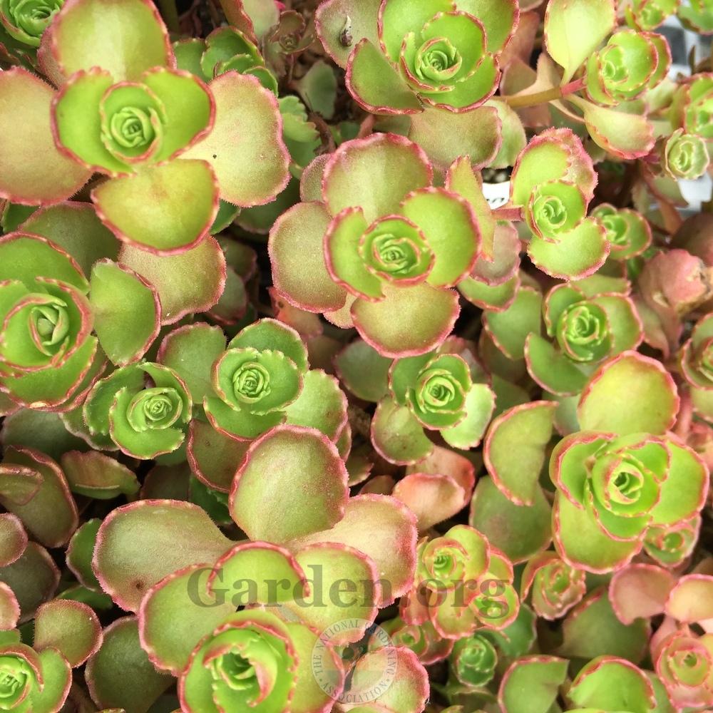 Photo of Two-Row Stonecrop (Phedimus spurius 'Schorbuser Blut') uploaded by Patty