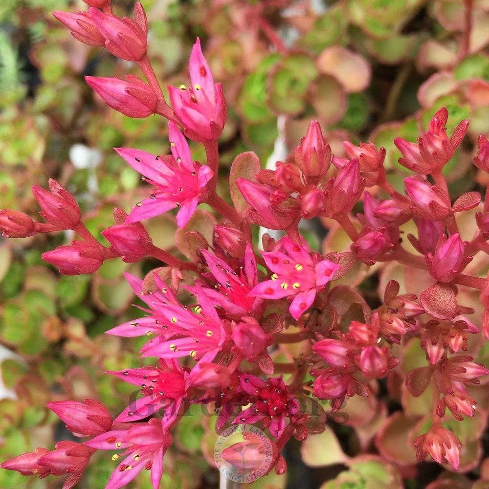 Photo of Two-Row Stonecrop (Phedimus spurius 'Schorbuser Blut') uploaded by Patty