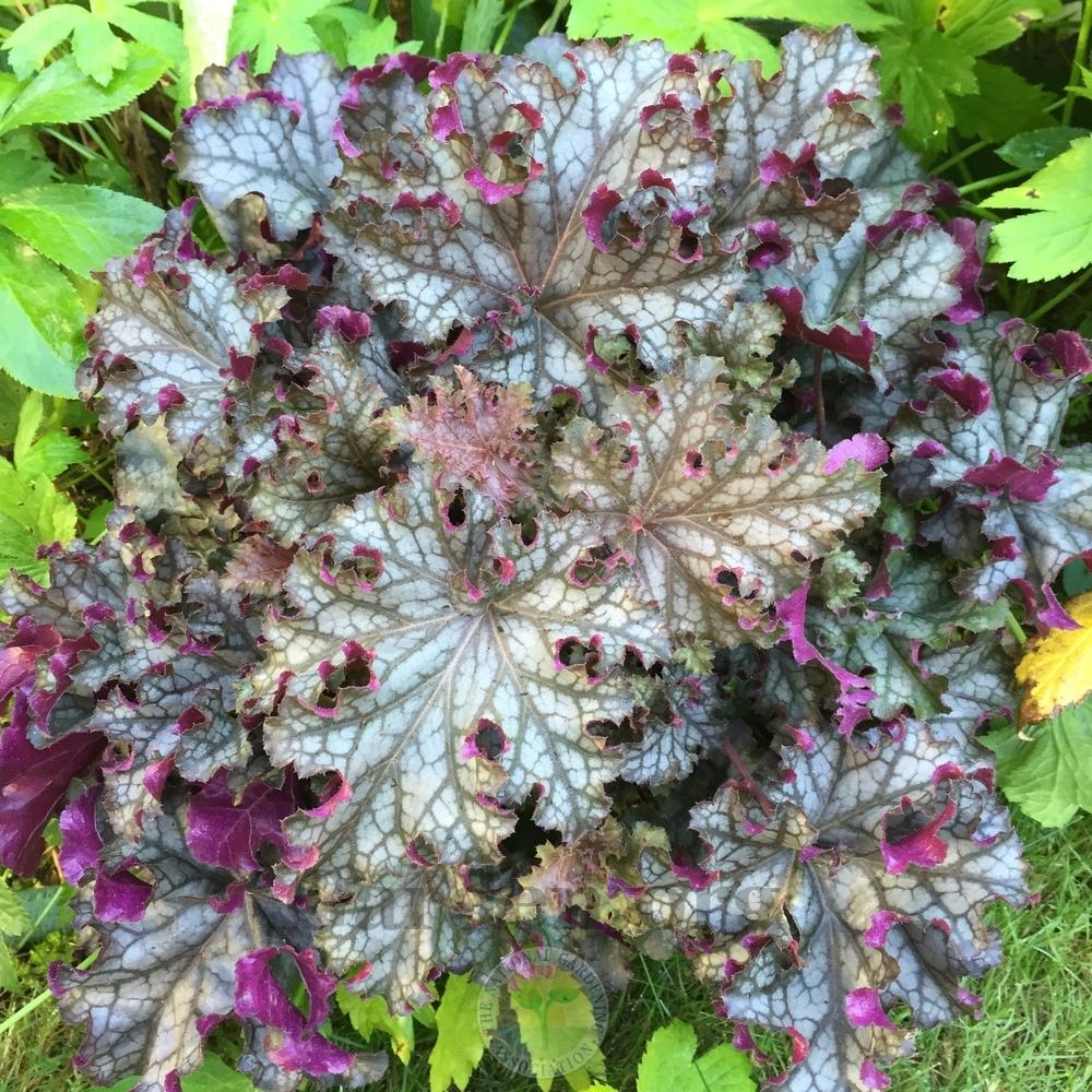 Photo of Coral Bells (Heuchera 'Can Can') uploaded by Patty