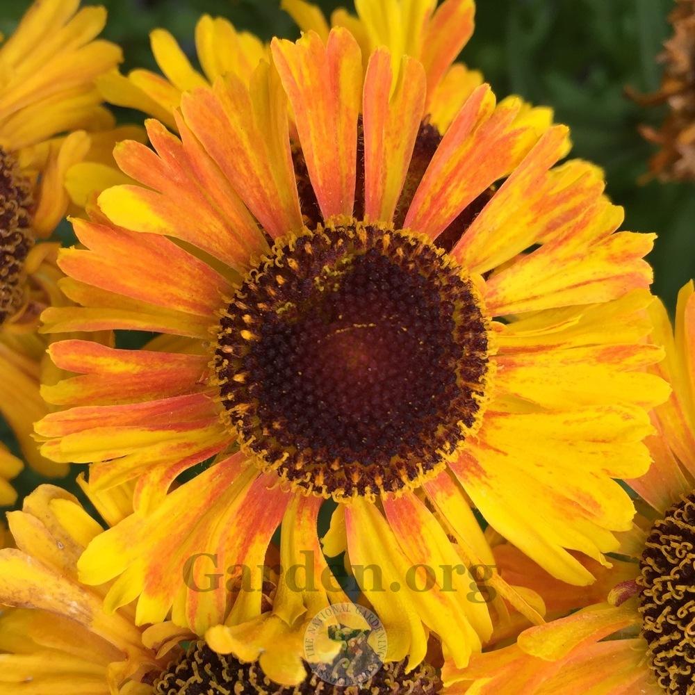 Photo of Helenium autumnale 'Sahin's Early Flowerer' uploaded by Patty