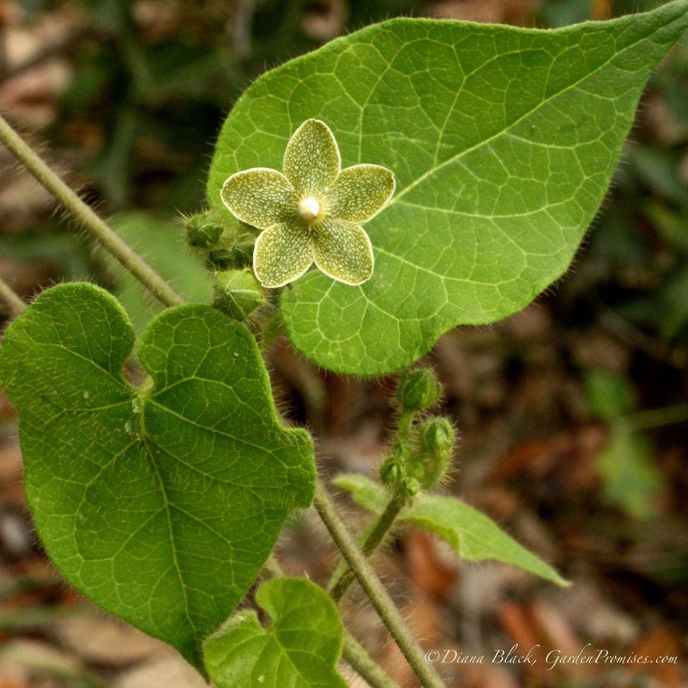 Photo of Pearl Milkweed Vine (Dictyanthus reticulatus) uploaded by Rocks2Blooms