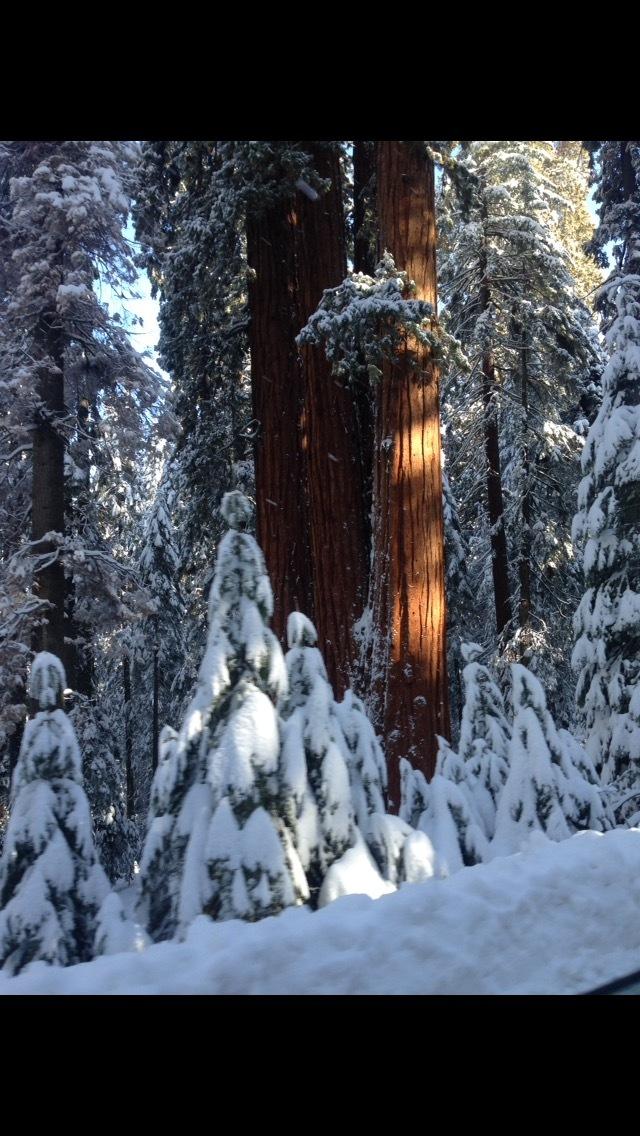Photo of Giant Sequoia (Sequoiadendron giganteum) uploaded by SpringGreenThumb