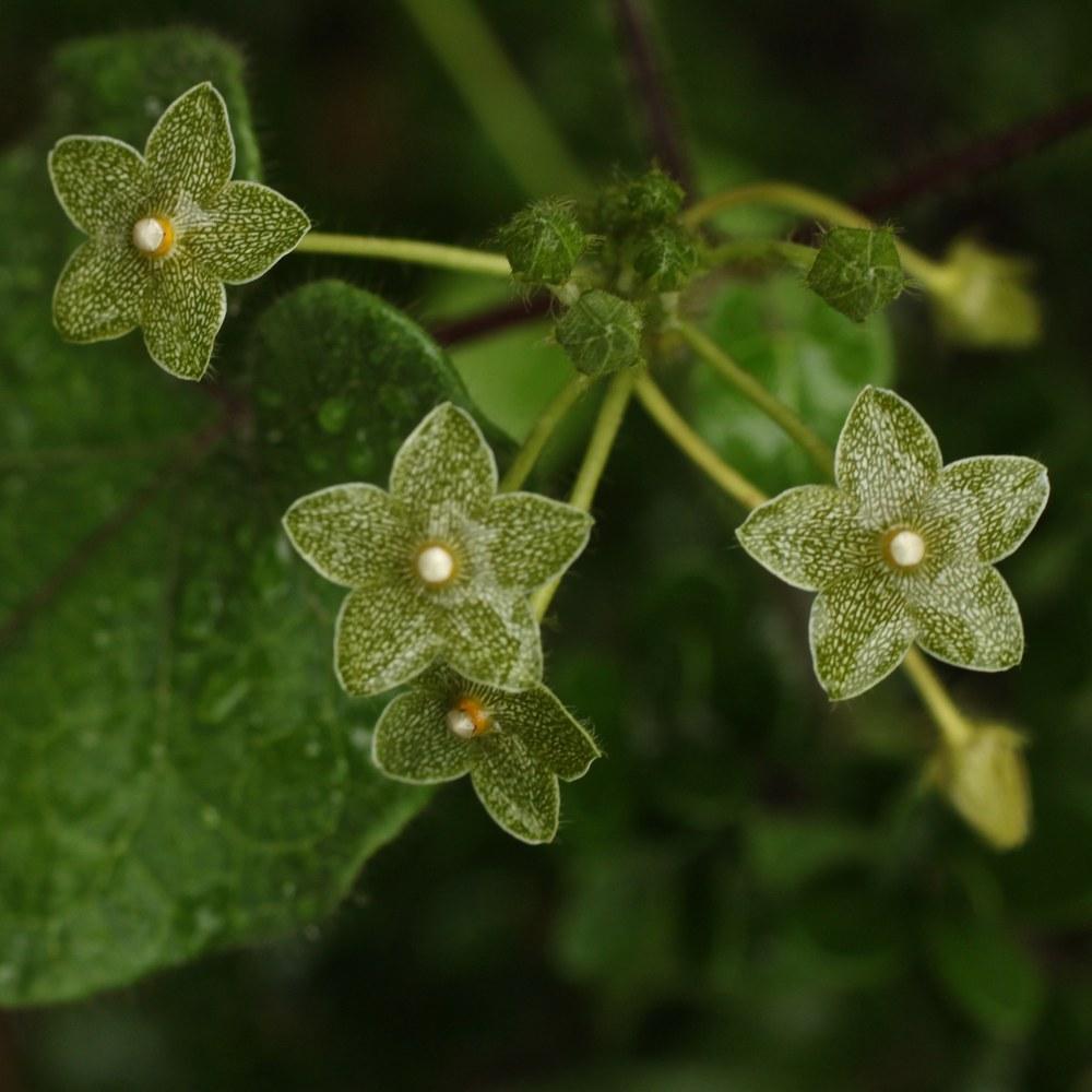Photo of Pearl Milkweed Vine (Dictyanthus reticulatus) uploaded by Rocks2Blooms