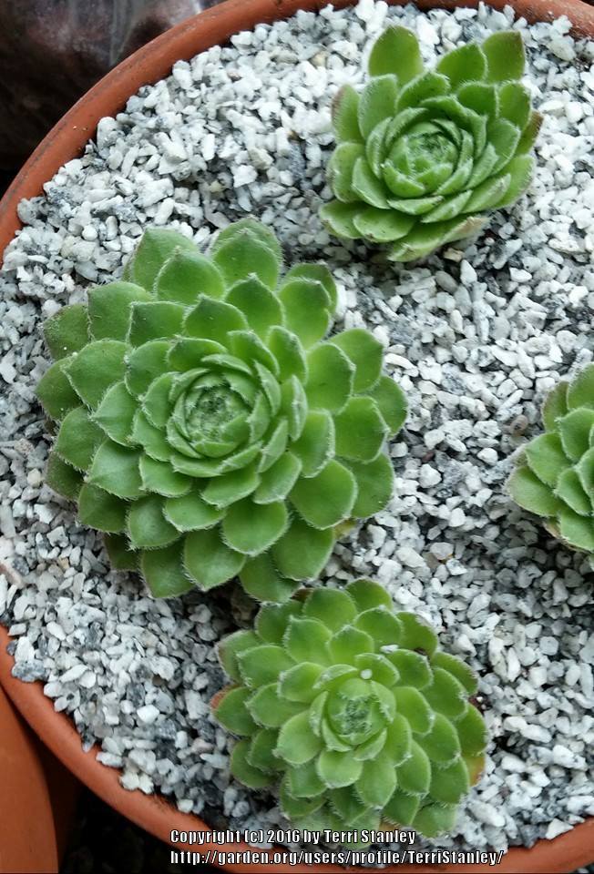 Photo of Hen and Chicks (Sempervivum 'Blush') uploaded by TerriStanley