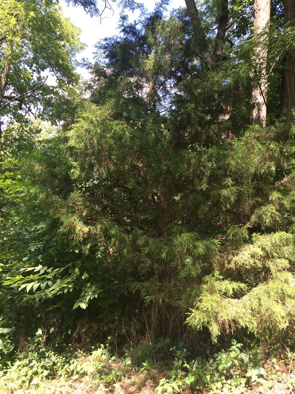 Photo of Eastern Red Cedar (Juniperus virginiana) uploaded by nativeplantlover