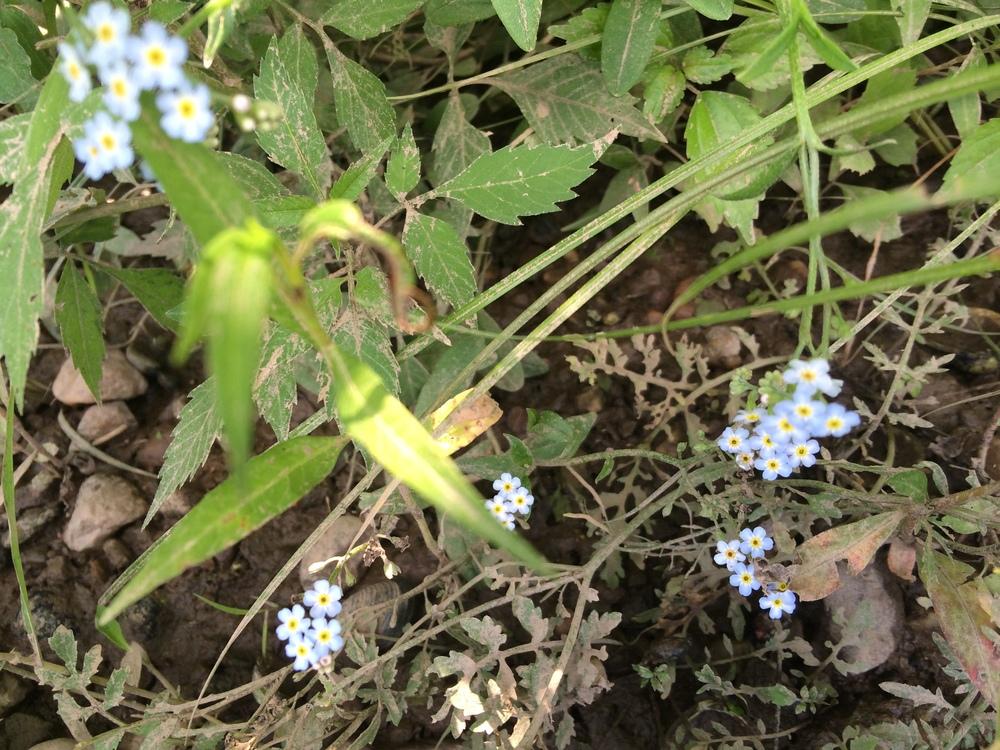 Photo of Water Forget-Me-Not (Myosotis scorpioides) uploaded by nativeplantlover