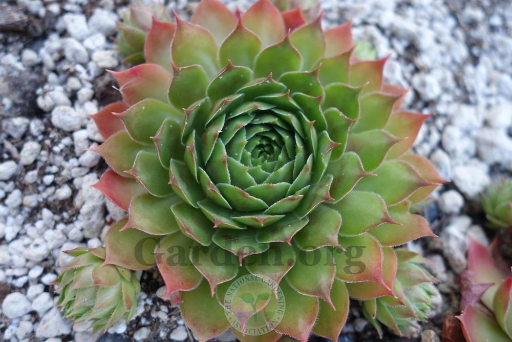Photo of Hen and Chicks (Sempervivum 'Deimos') uploaded by springcolor