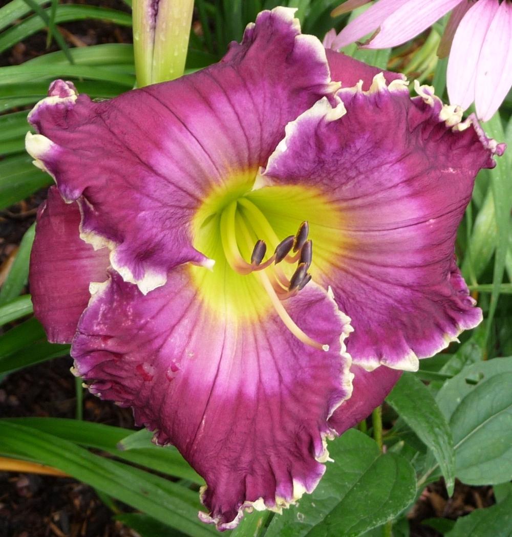Photo of Daylily (Hemerocallis 'Thistles and Thorns') uploaded by twixanddud