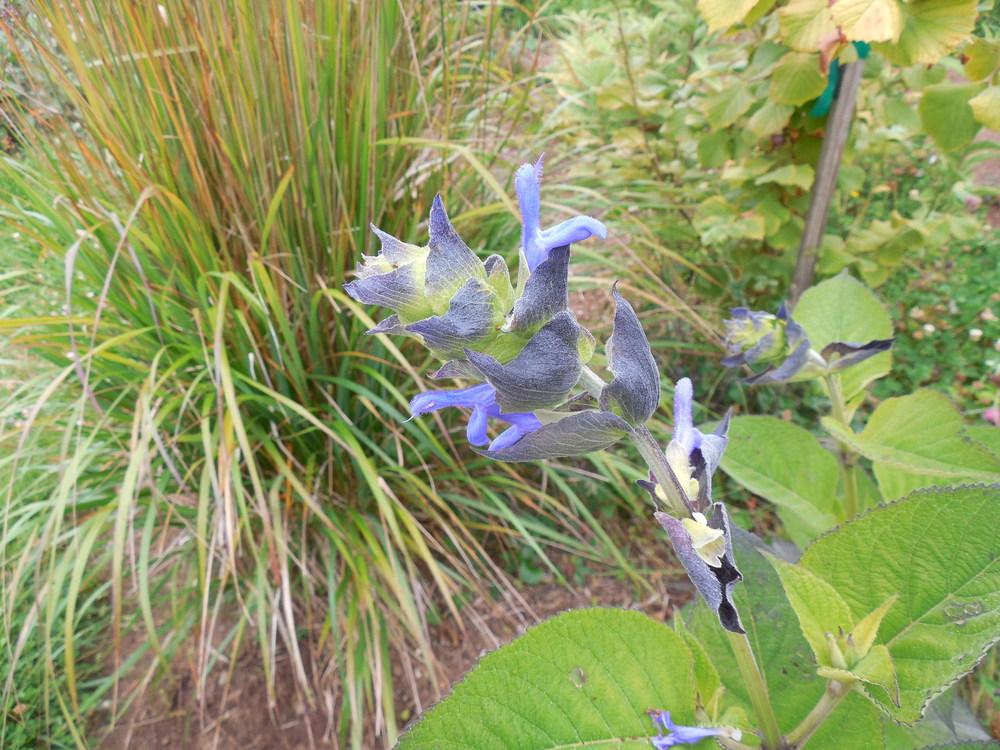 Photo of Salvia (Salvia atrocyanea) uploaded by wcgypsy