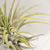 Close-up of small Tillandsia in glass orb