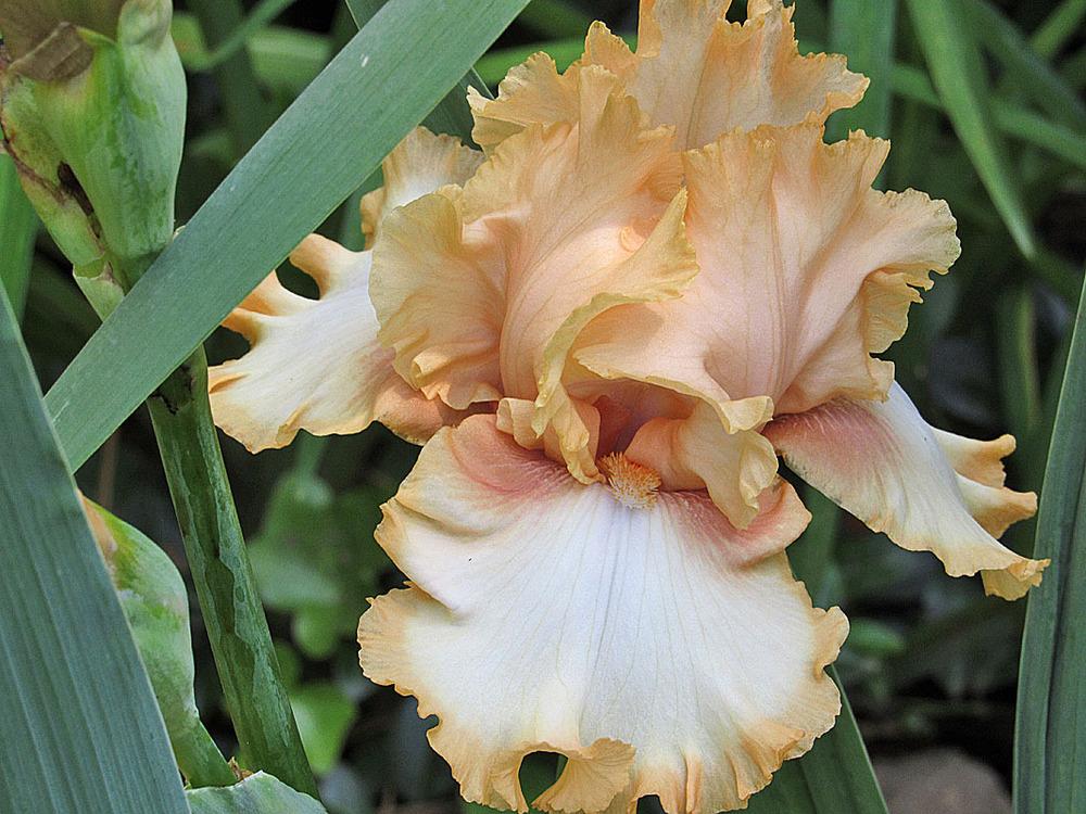 Photo of Tall Bearded Iris (Iris 'Deliciously Different') uploaded by Lestv
