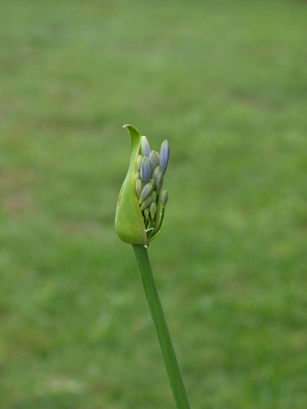 Photo of Lily of the Nile (Agapanthus) uploaded by honeyx4