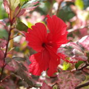 varigated hibiscus