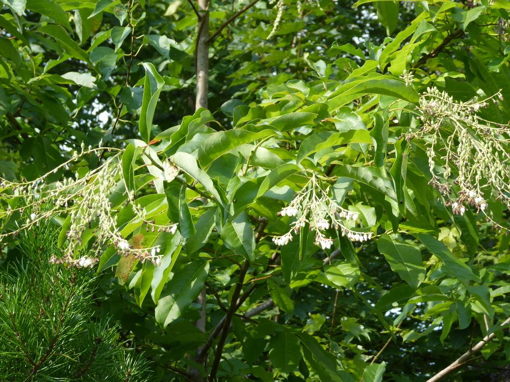 Photo of Sourwood (Oxydendrum arboreum) uploaded by mellielong