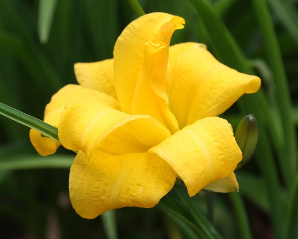 Photo of Daylily (Hemerocallis 'Yellow Bouquet') uploaded by touchofsky