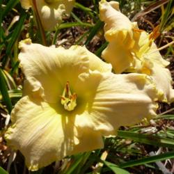 Location: Along The Fence Daylilies - Dansville, MI
Date: 2016-08-06
10AM